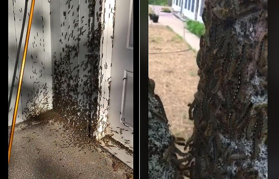 Infestation Of Caterpillars Invade Mines Road Area In Blue Hill [VIDEO]