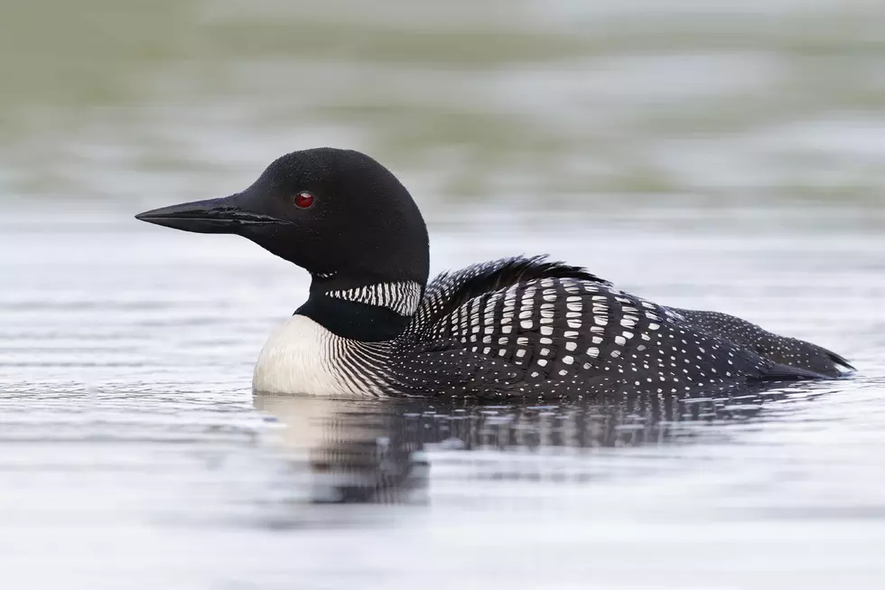 Loon Tangled In Fishing Line Has Happy Ending Thanks To Resourceful Mainers