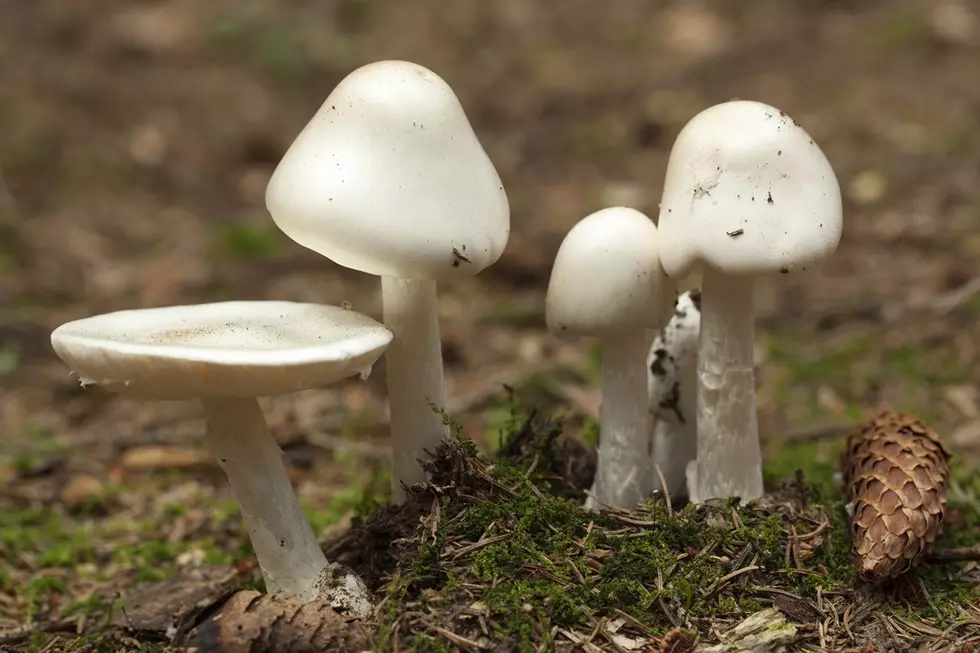 Save Your Pets And Dispose Of Destroying Angel Mushrooms Now