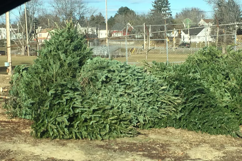 How To Get Rid Of Your Christmas Tree This Year