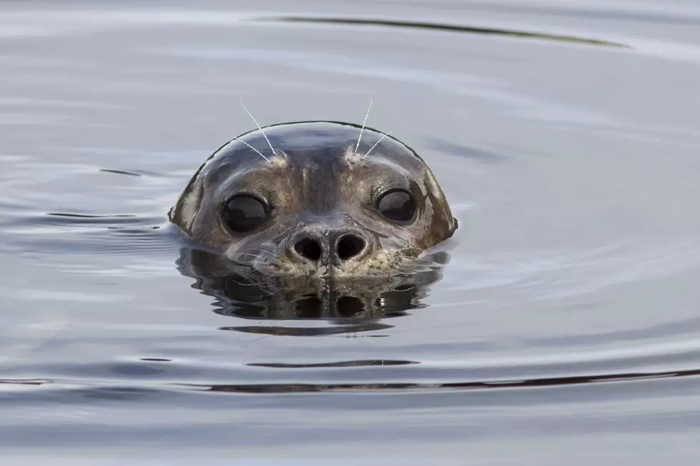 NOAA Says No &#8220;Seal Selfies&#8221;, Please Leave Them Be