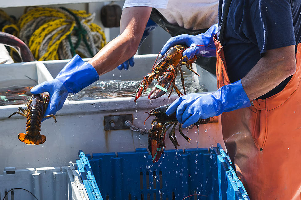 WATCH PETA’s Video Complaint Against Maine Fair Trade Lobster