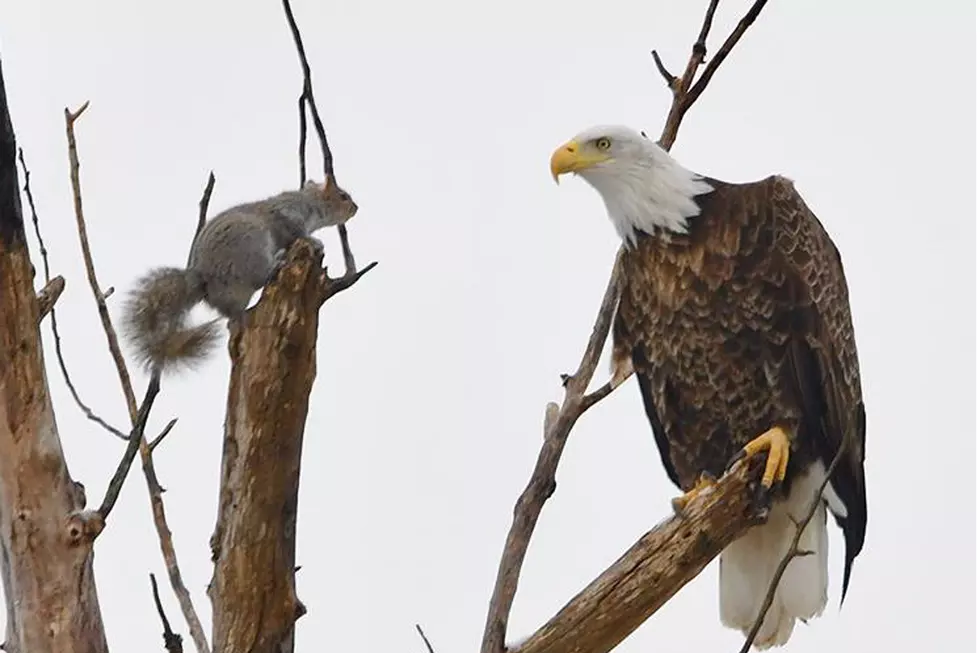 Grey Squirrel Has Standoff With Eagle + Lives To Tell The Fluffy Tale