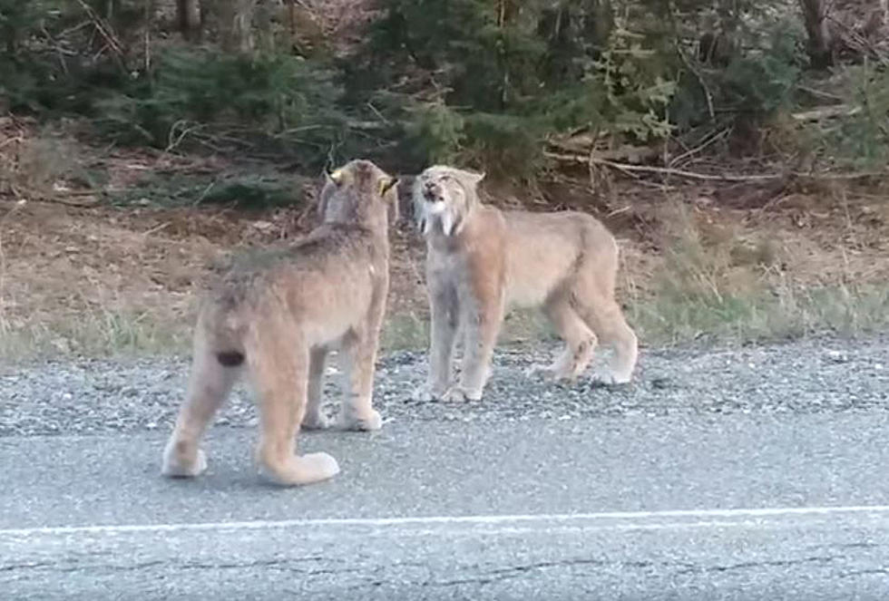 WATCH: Two Lynx In Maine Howl At Each Other