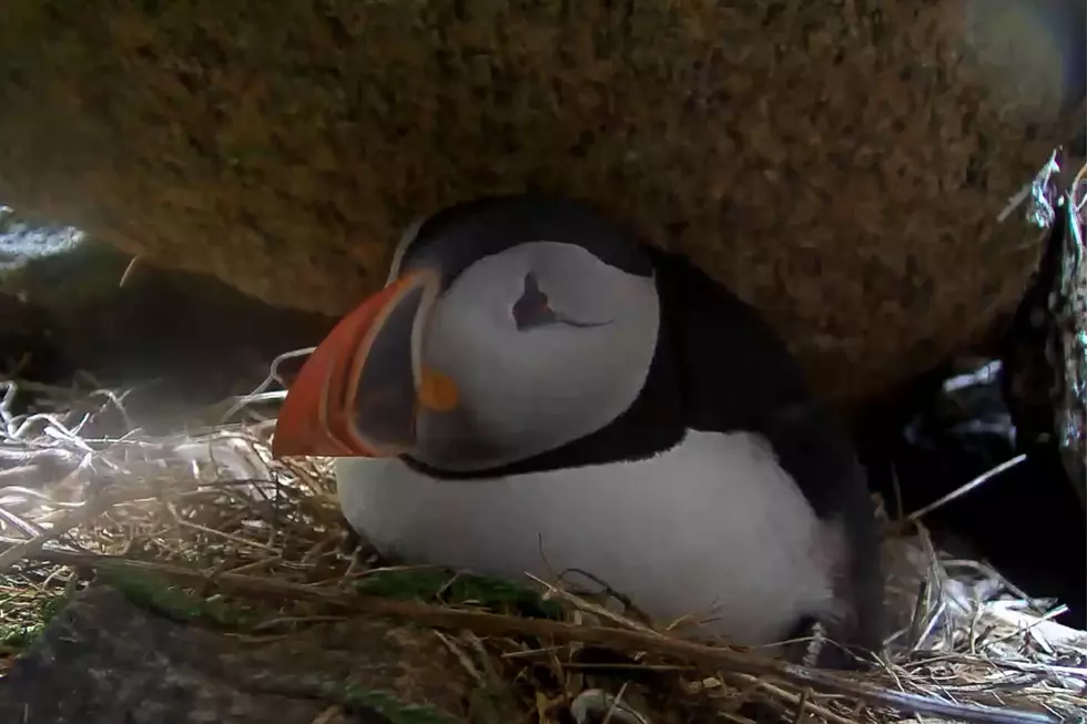 Live Puffin Cam Is Awesome [UPDATE]