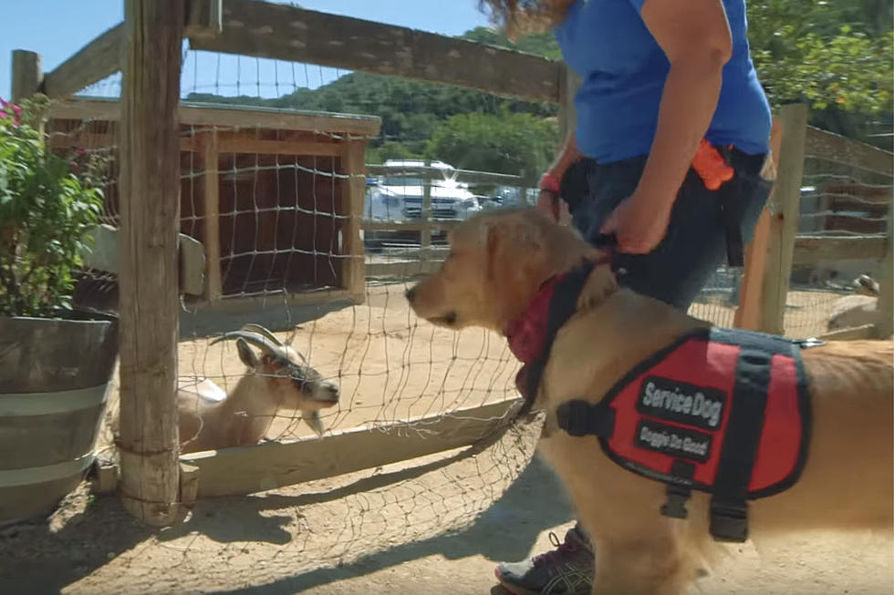 What To Do When A Service Dogs Comes To You Alone
