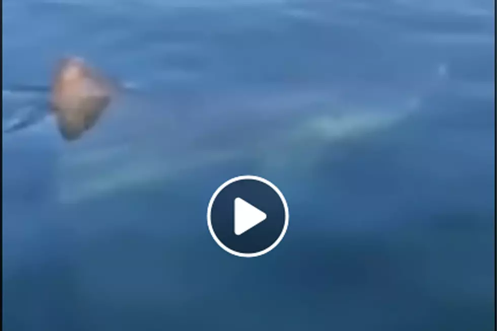 Woman Videos Huge Shark Near York Maine