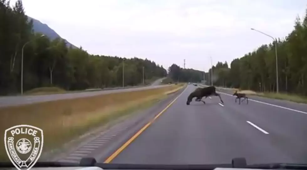 WATCH Baby & Mama Moose Make It Safely Across The Interstate