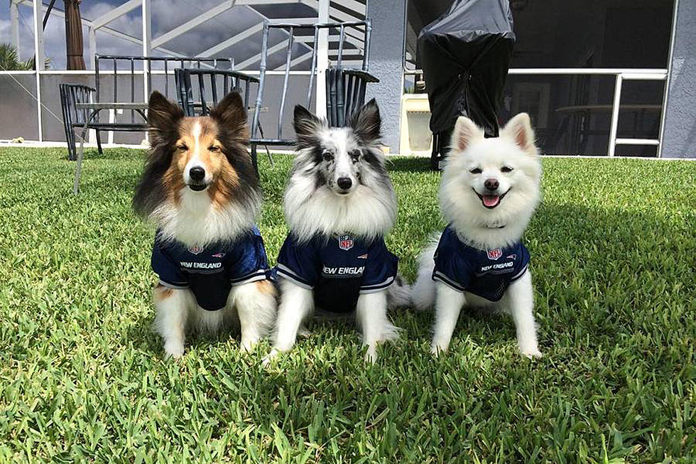 Patriots Fans Can Now Outfit The Dog For Game Day