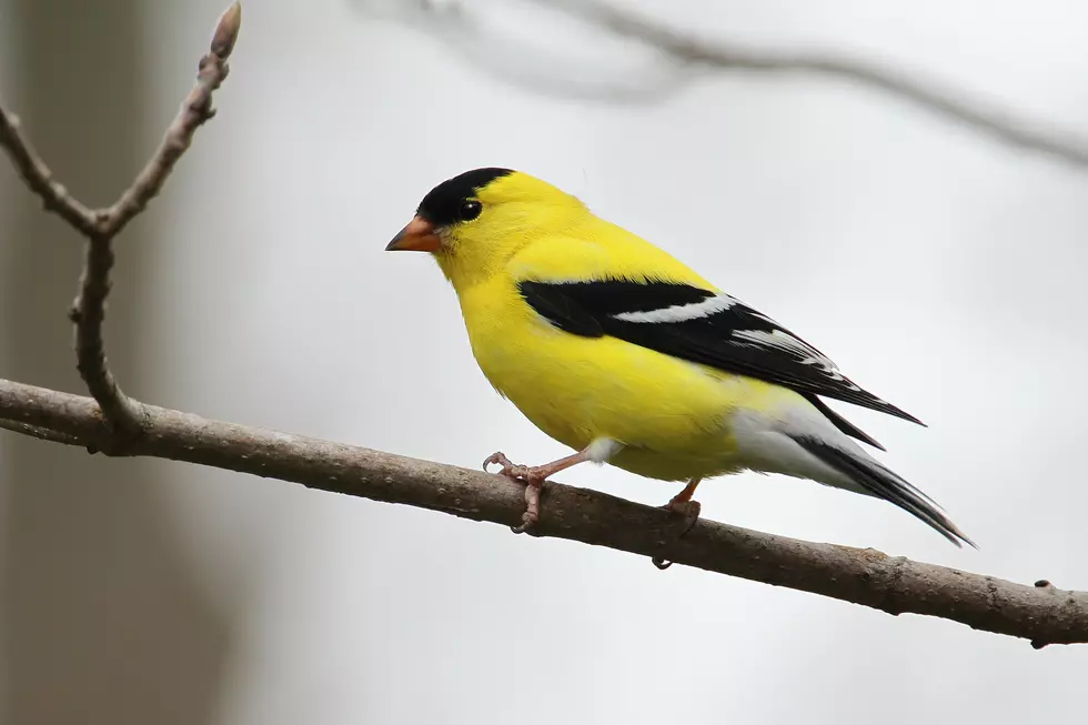 Cool App Helps You Identify The Birds You See