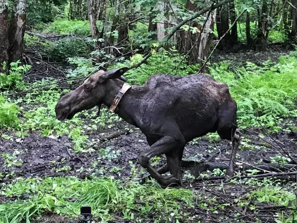 Vacationing Warden Rescues Moose From The Mud