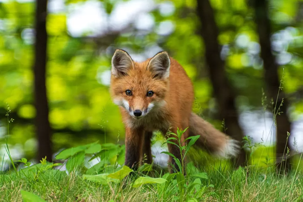 Maine Wildlife Experts Say To Give Baby Animals Space