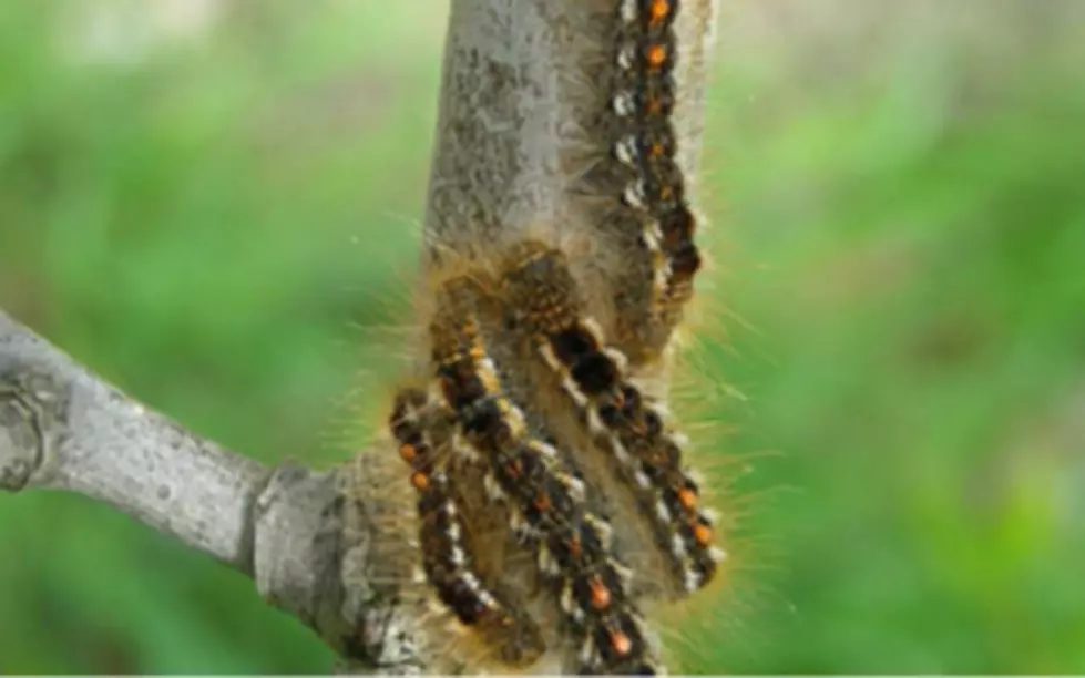 Experts Say Penobscot County To See Awful Brown-tail Moth Season