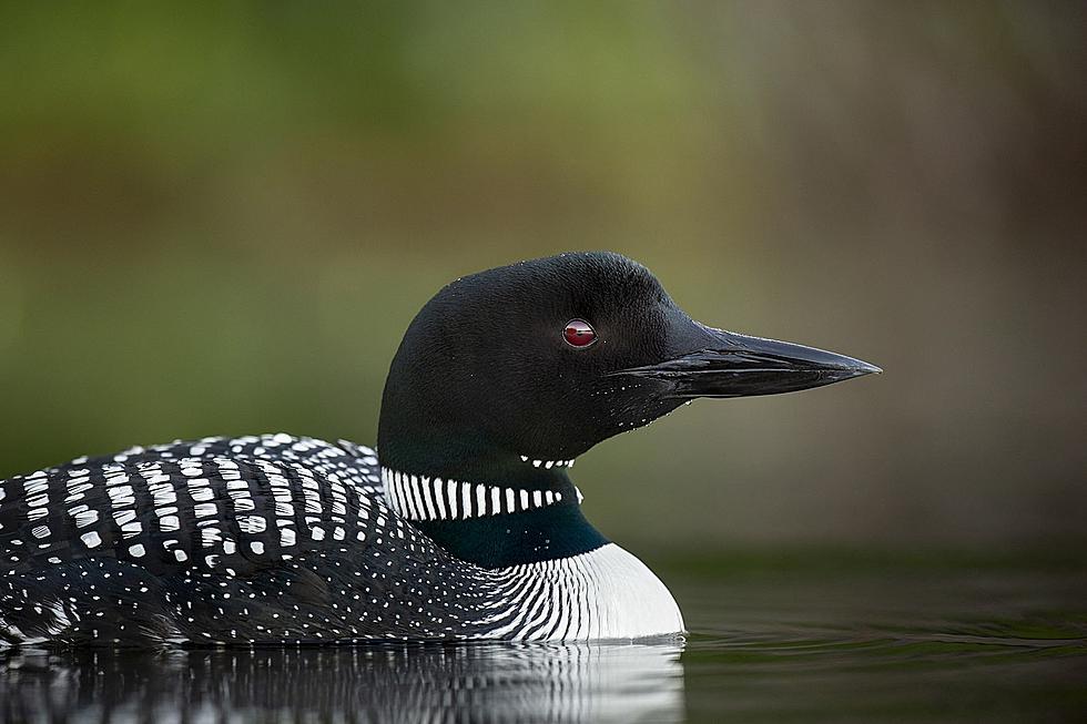 Maine’s Annual Loon Count Will Still Move Forward This Year