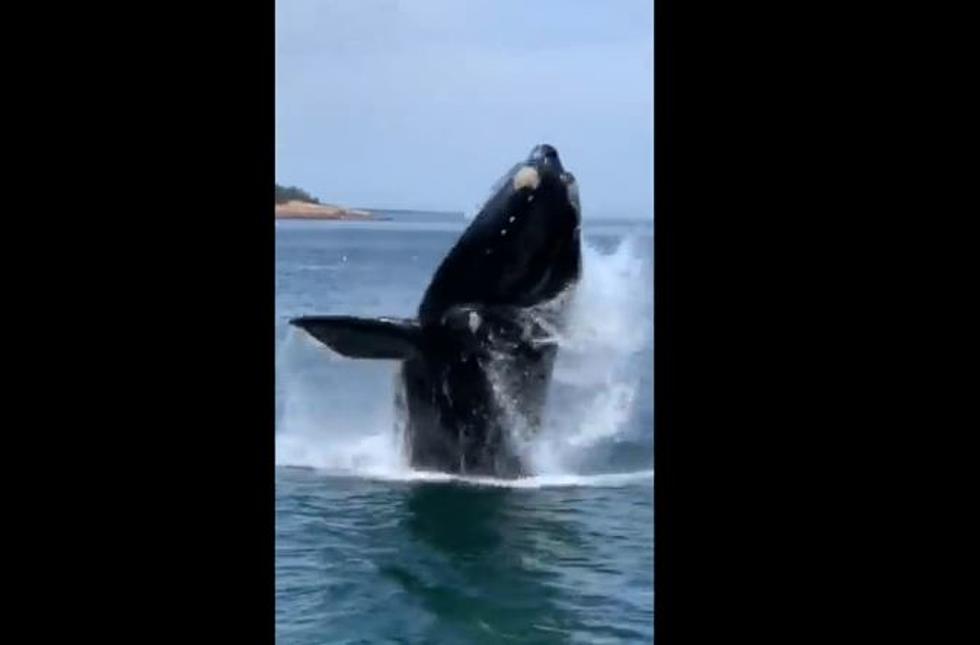 WATCH North Atlantic Right Whale Breaches The Waters Outside Of Blue Hill Bay