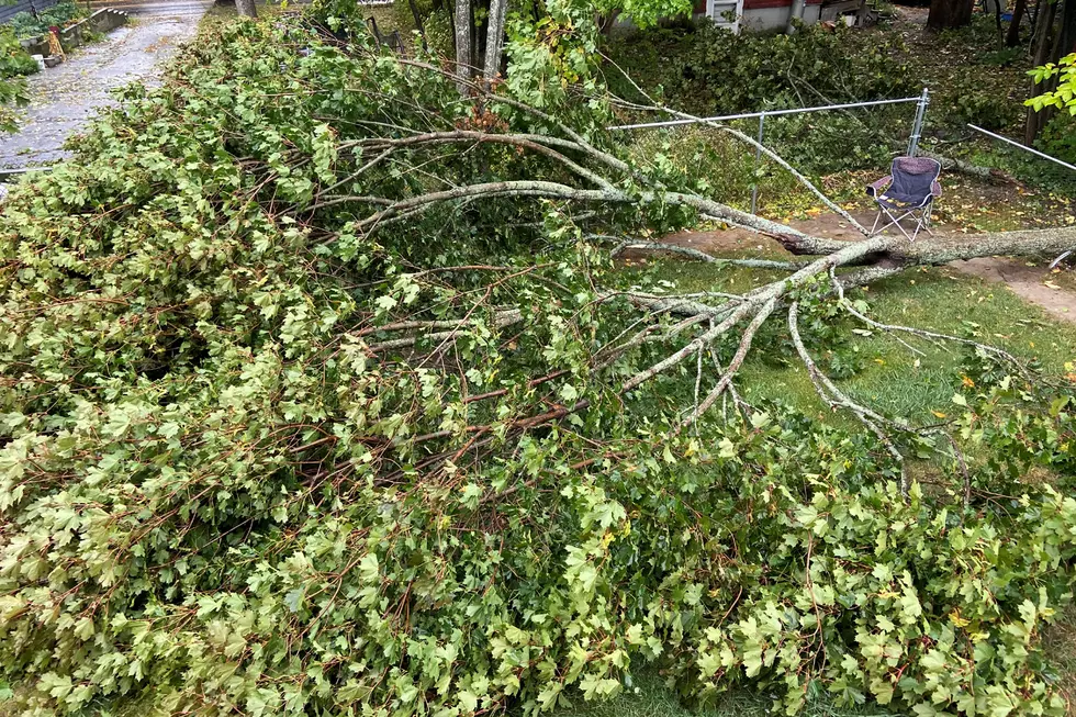 Bangor Will Collect Tree Branches &#038; Limbs Beginning Monday