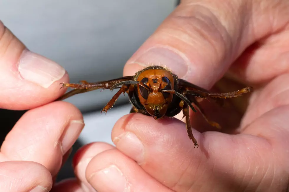 Turns Out, ‘Murder Hornets’ Have A Doppleganger Here In Maine.