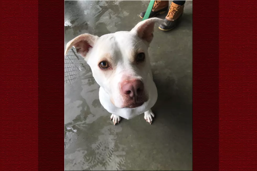 Skylar Dog Is Our SPCA Of Hancock County Pet Of The Week