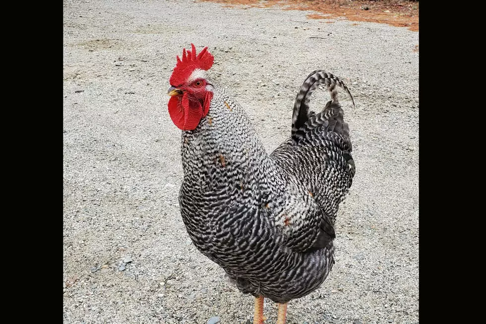 This Downeast Maine Rooster Named Emmett Kicked A Hawk&#8217;s Ass