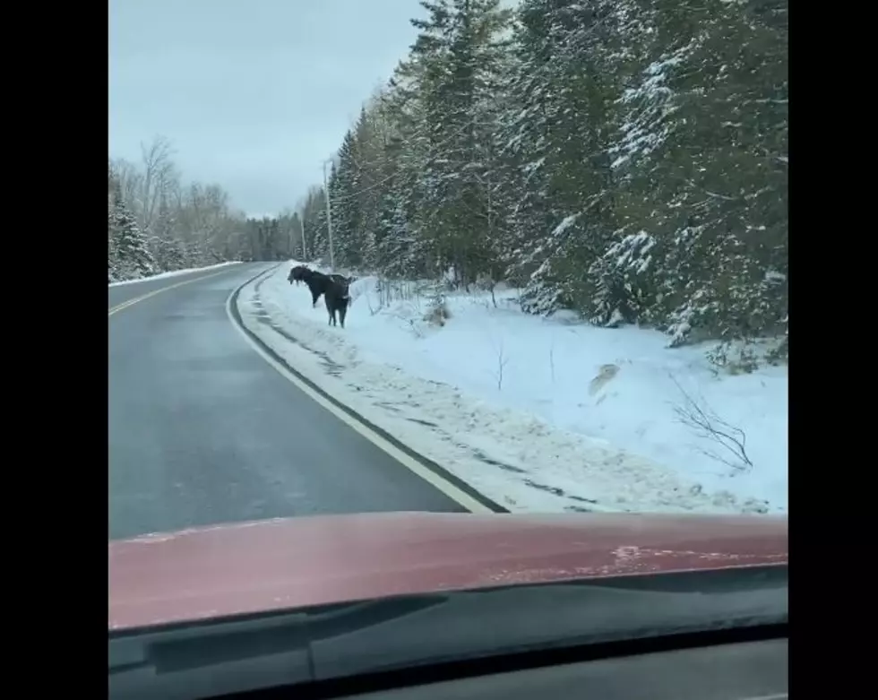 Family Of Moose Filmed Roadside In Moxie Gore, Maine &#8211; Where?
