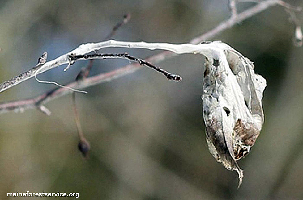 Bangor Attempts To Deal With Browntail Moth Nests, So Should You