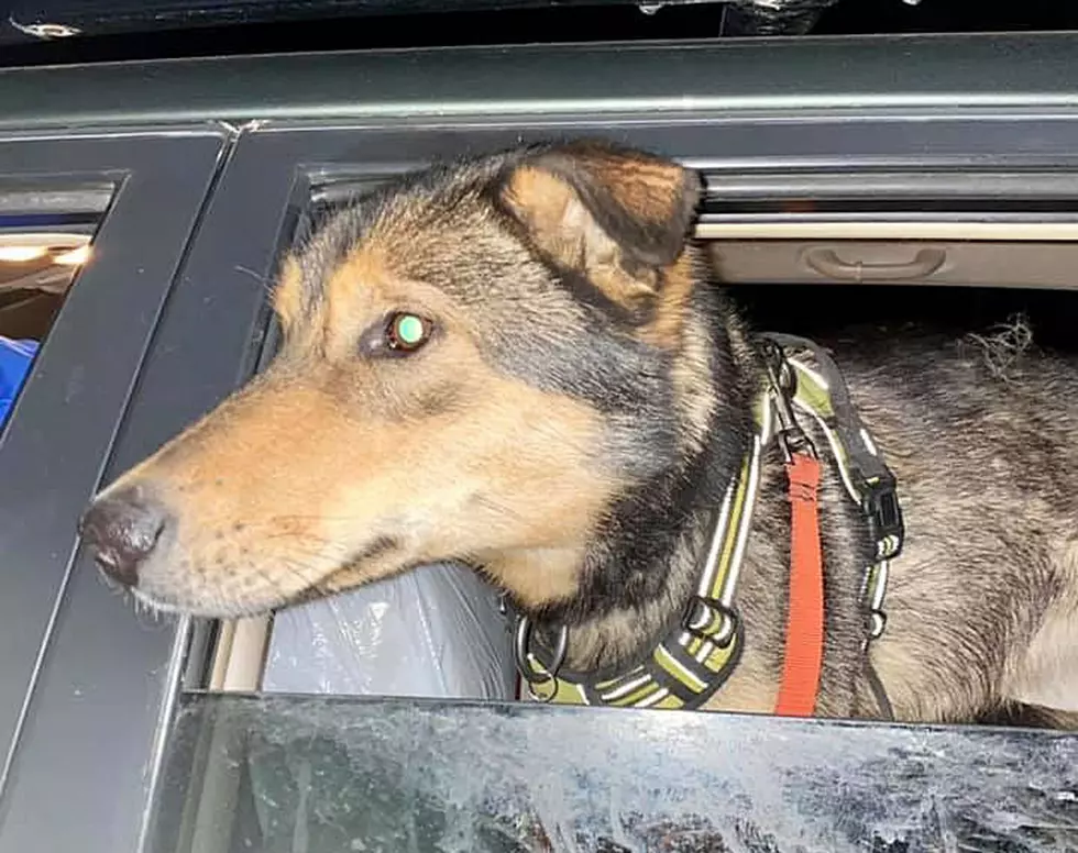 Alaskan Sled Dog, On Loose In Bangor, Has Been Captured