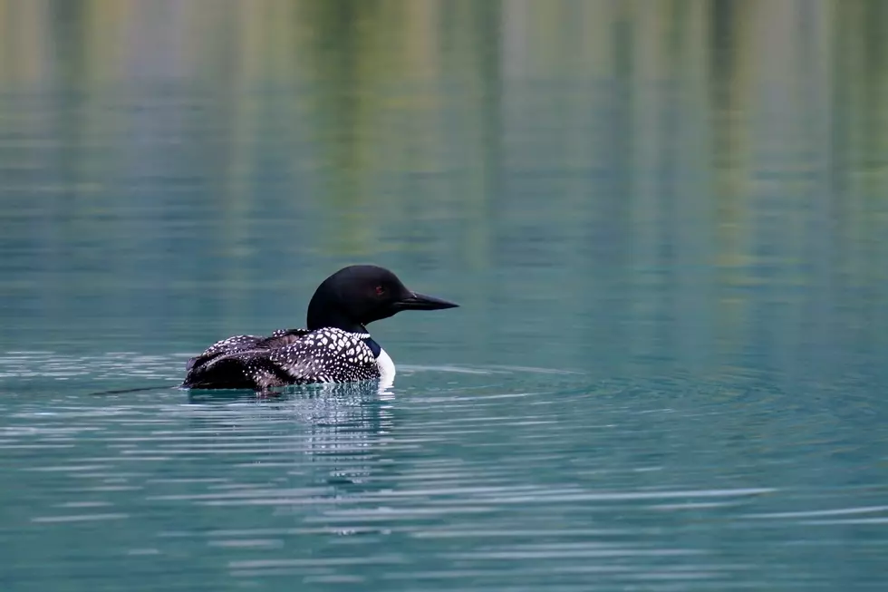 Bill Presented To Protect Maine&#8217;s Precious Loons From Racing Boats