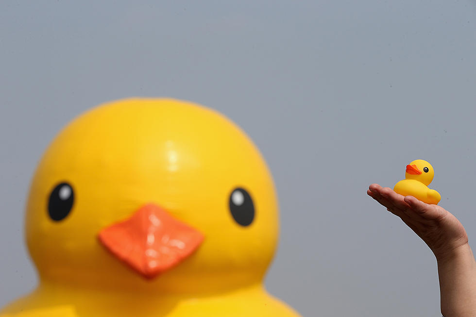 Dover-Foxcroft Kiwanis To Race Rubber Ducks In ‘K-Ducky Derby’