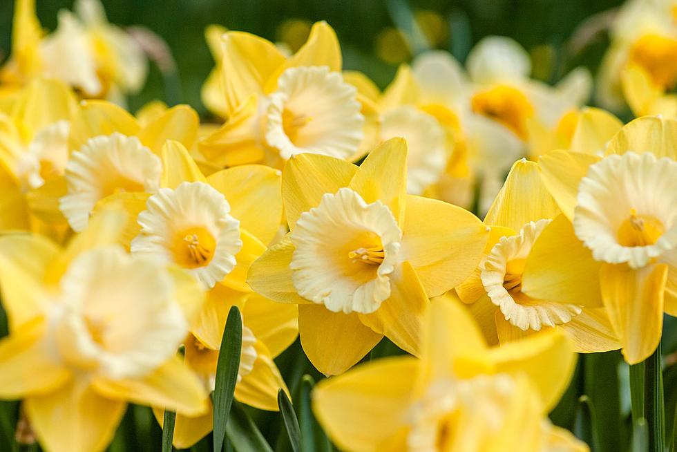 Belfast Is Blooming As They’ve Begun Planting A Million Daffodils