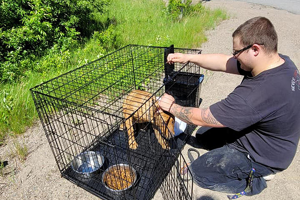 Caged Dog Found Abandoned On Rural Maine Road