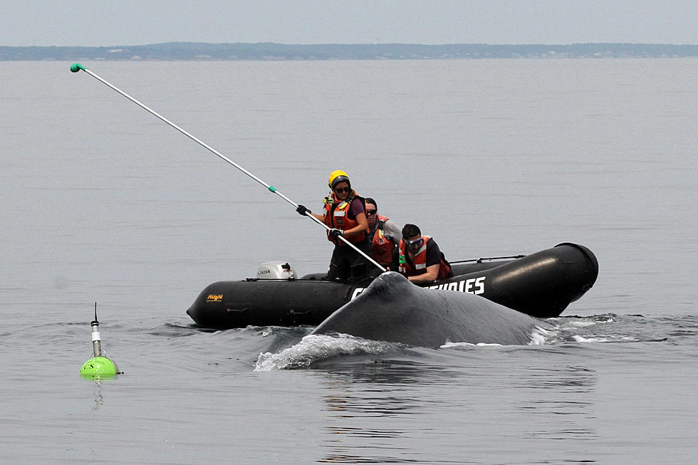 Whale Saved From Death By Entanglement Off New England Coast