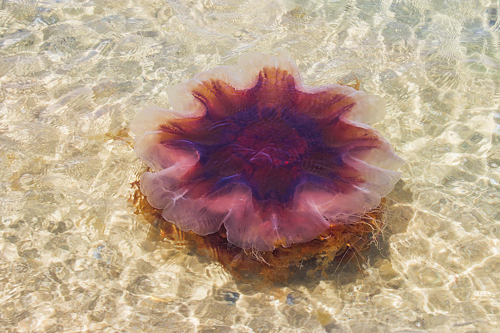 Bigger Lion’s Mane Jellyfish In The Gulf Of Maine Can Sting From 100 Feet Away