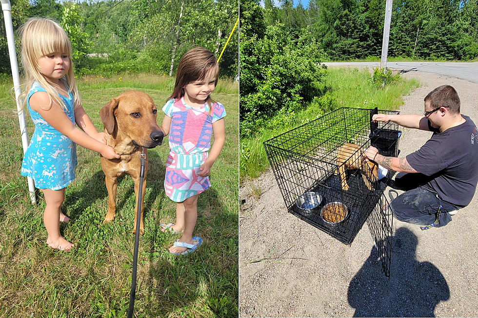 Woman Who Found Abandoned Caged Dog Requests Help From Maine Governor Mills