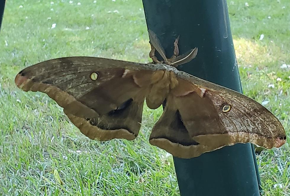 Wow That’s Big! Auburn Woman Encounters Massive Moth