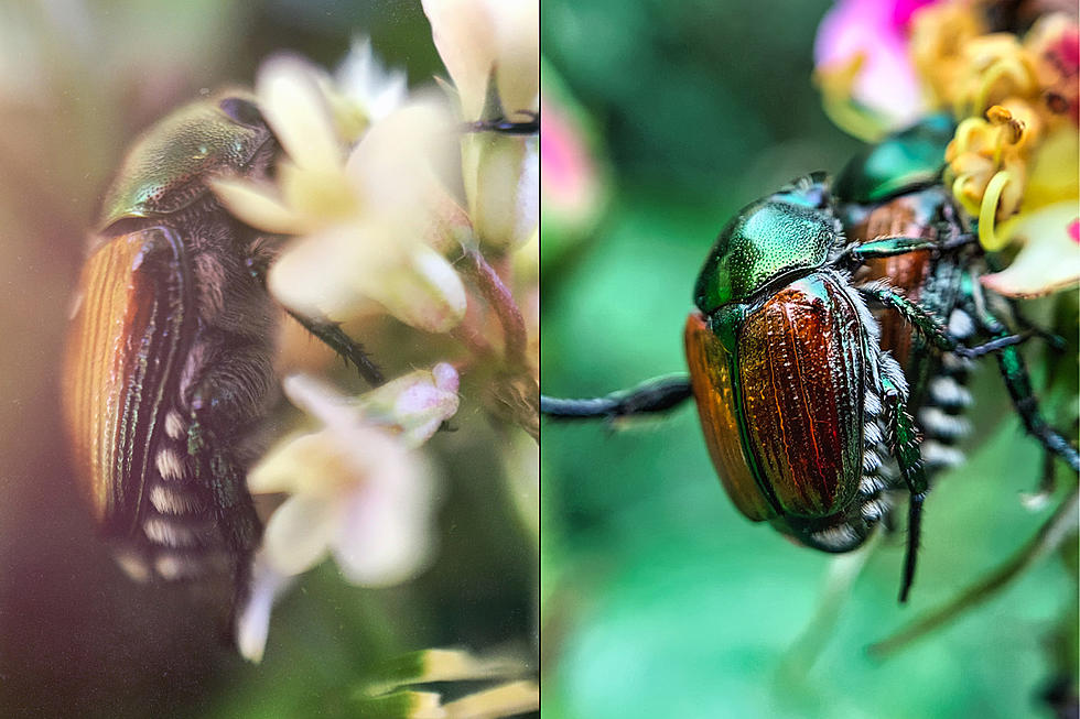 Japanese Beetles Are Eating Maine Gardens, Here&#8217;s How To Kill Them