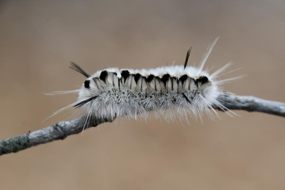 Tussock Caterpillars Are Starting to Come Out Big Time Here in Maine