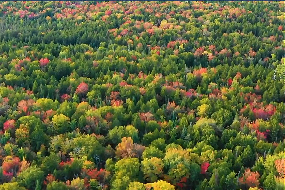 See Peak Maine Foliage From Chairlift at Lost Valley Fall Fest This Weekend