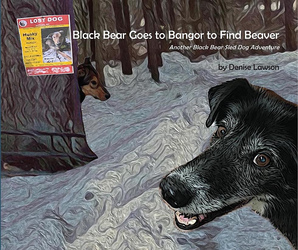 Remember Beaver, The Sled Dog That Got Loose In Bangor? There’s Now A Book About Her!