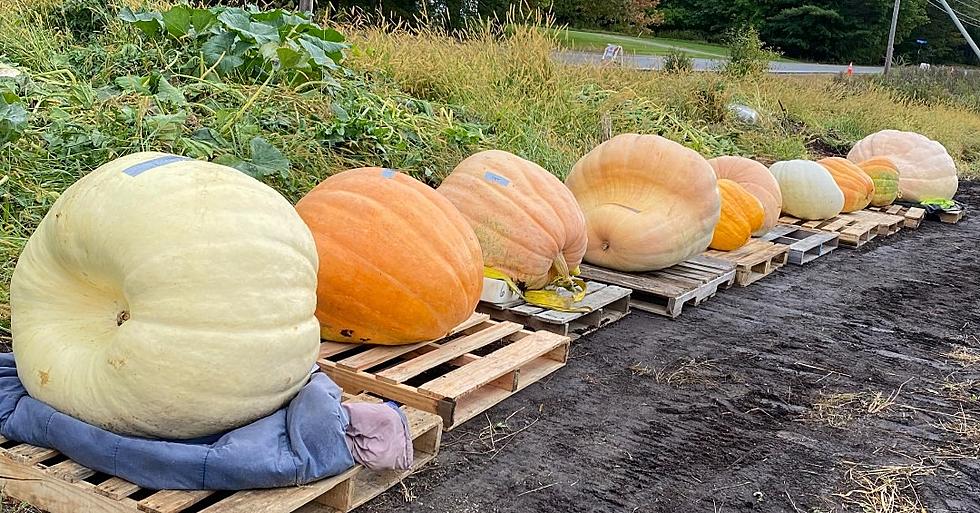 Jefferson Man Sets State Record By Growing One Gigantic Gourd