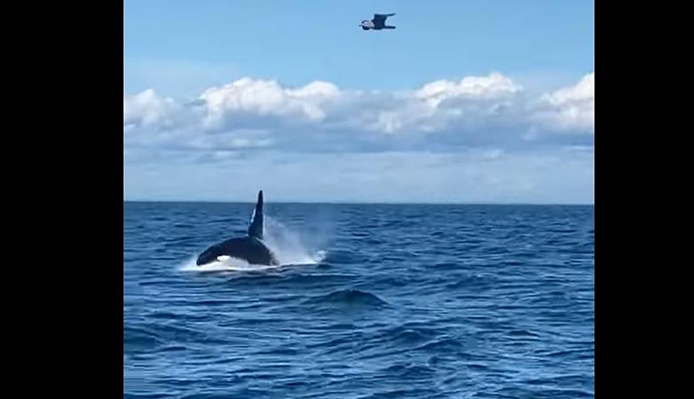 WATCH: Killer Whale Filmed Off Washington County