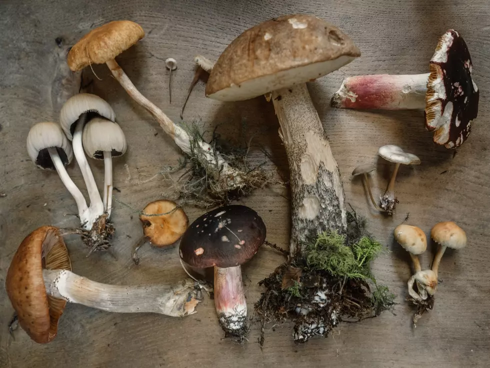 These Delicious Maine Mushrooms Are Popping Up In Your Yard Right Now