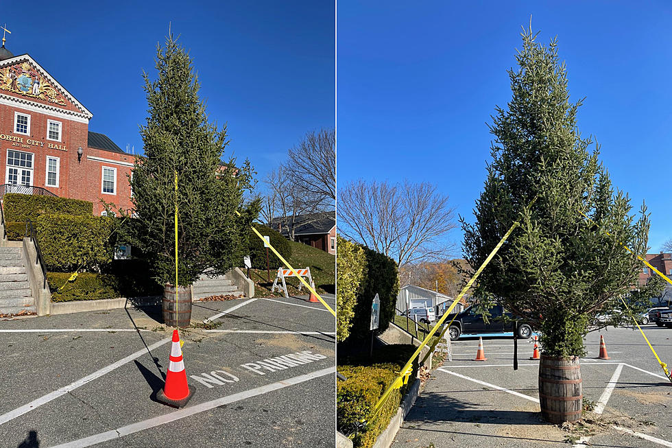 Ellsworth’s Big Christmas Tree Arrives At City Hall