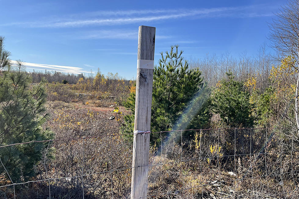 So What Do Fence Posts With White Markings Mean In Maine?