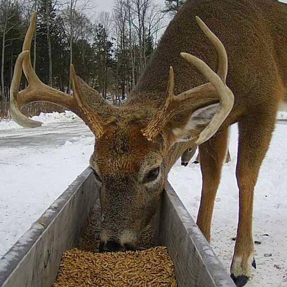 Brownville Food Pantry For Deer Opens For 13th Season-And You Can Watch Them Eat