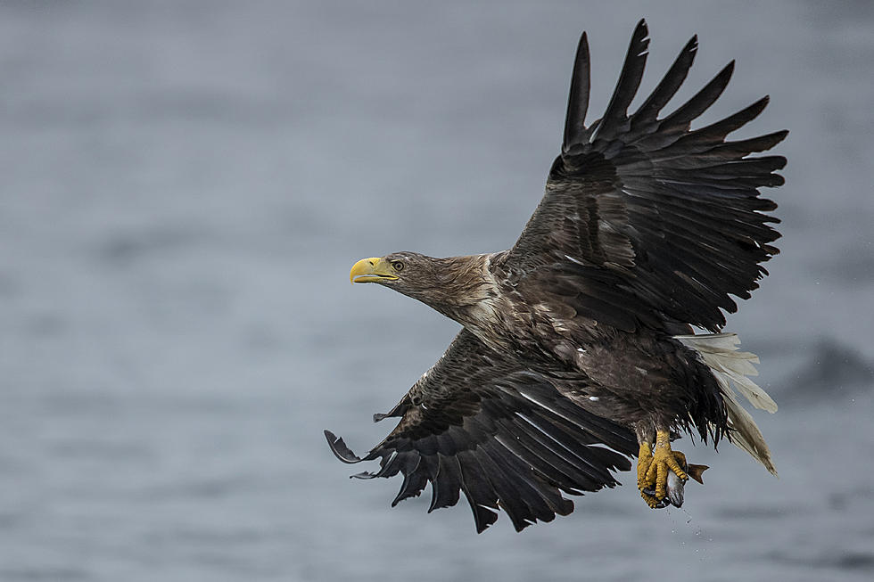 Rare Asian Sea Eagle Spotted From Nova Scotia To Massachusetts