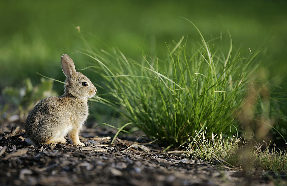 Biologists Hope Mainers Can Help Them Find Cute Little Cottontails