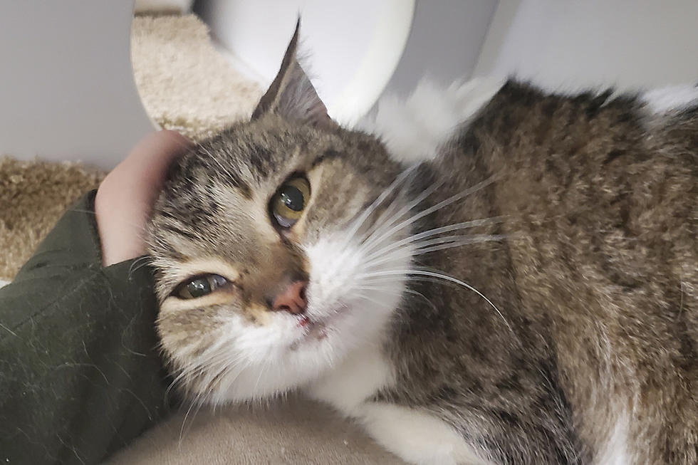 Affectionate Joleen Is Our SPCA of Hancock County Pet of the Week