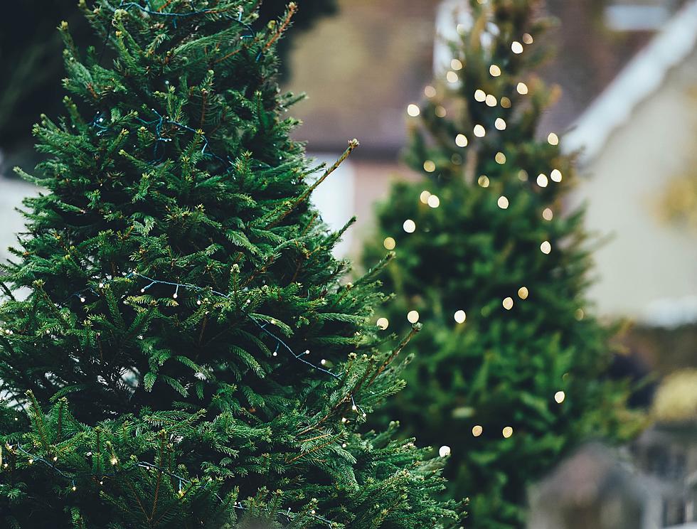Bangor Will Come Get Your Sad, Used Up Christmas Tree Next Month