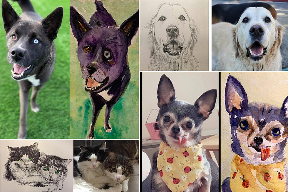 Bangor Humane Society Will Trade You A Masterpiece For A Donation