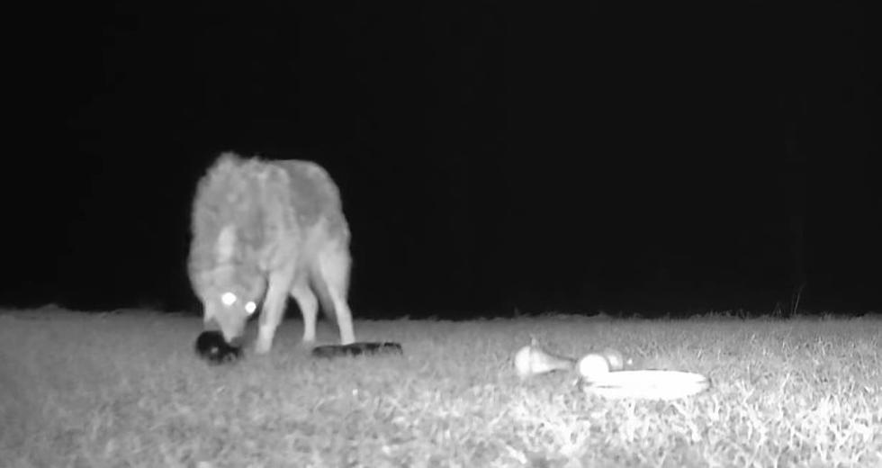 Watch This Awesome Video Of A Coyote Playing With A Dog’s Toys